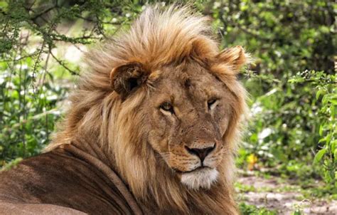 Wallpaper greens, summer, look, face, branches, pose, background ...