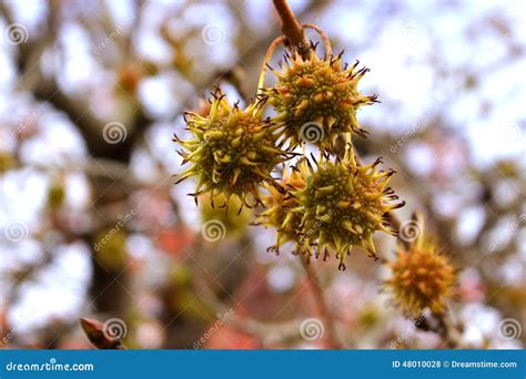 Sweet Gum Balls stock photo. Image of round, plants, bunch - 48010028