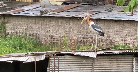 What a Guwahati bird-feeder’s devotion to adjutant storks teaches us ...