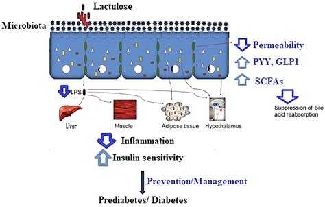 Syrup Lactulose In Hepatic Encephalopathy at Carlos Pratt blog