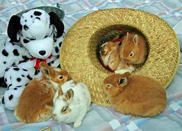 Image result for Adorable Fluffy Baby Bunnies