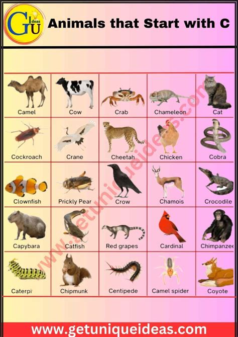 Animals that Start with C | Name An Animal Beginning With C ...