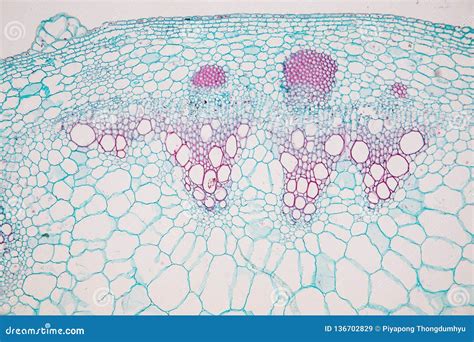 Monocot Root Under Microscope