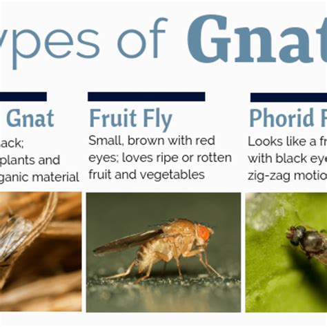 Fruit Flies Vs Gnats