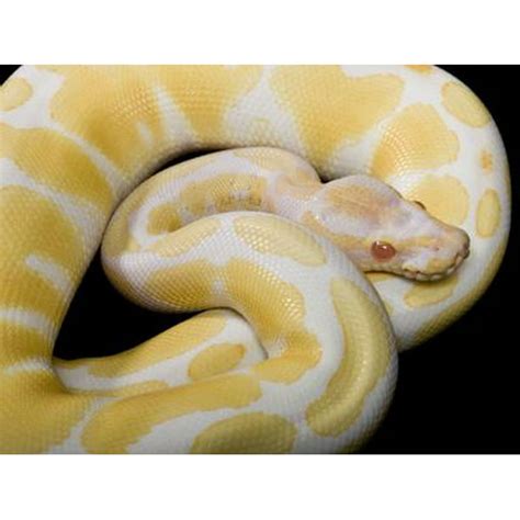 Image result for Large Ball Python