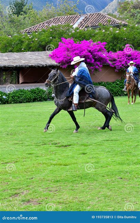 Paso Peruvian Horse-Wayra Urubamba - Peru 48 Editorial Stock Photo ...