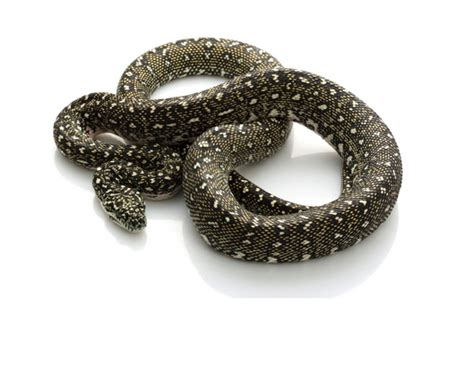 Diamond Python Care 的图像结果