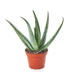 Aloe vera live plant big leaves | Easy Care Succulent Live Plant, With ...