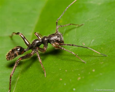 Ant-mimic spider III by dllavaneras on DeviantArt