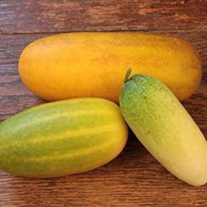 Qualtivate ® Hybrid Rare Cucumber Vellarikka Vegetable Seeds (50 Seeds ...