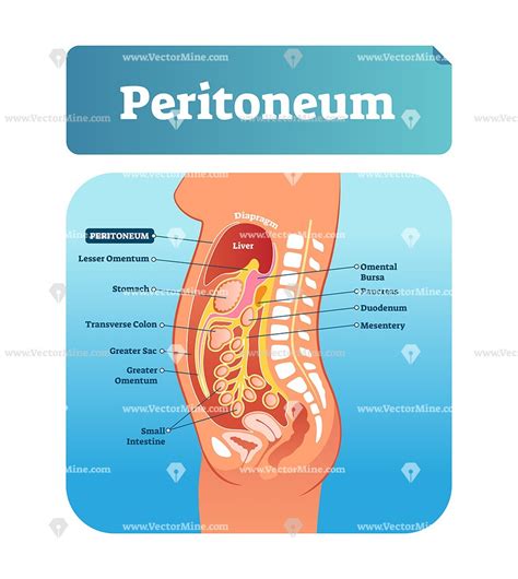 Layers Of Peritoneum