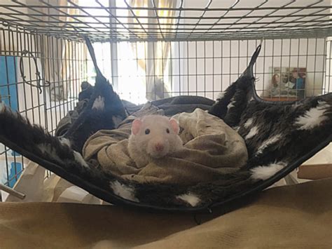 Pet Rat Cages: Finding the perfect palace - About Pet Rats