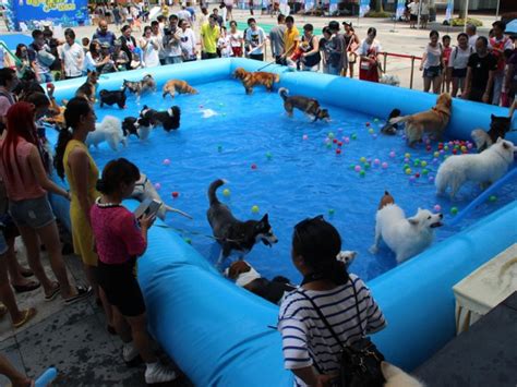 俄罗斯圣彼得堡举行宠物节 萌宠上演泳池竞速