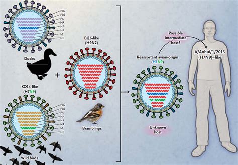 [無法分類] 人類感染H7N9流感病毒的第一個病例報告 (Human Infection with a Novel H7N9 Virus)... - NEJS