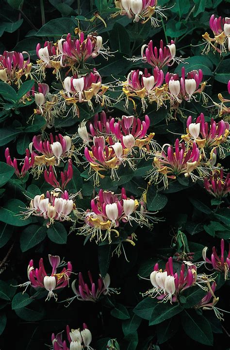 Lonicera periclymenum Serotina - Plant Shop