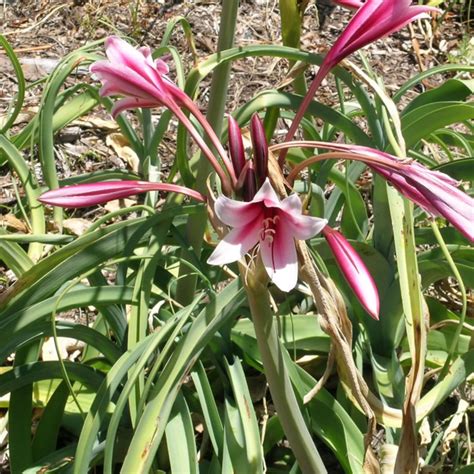 Crinum bulbispermum
