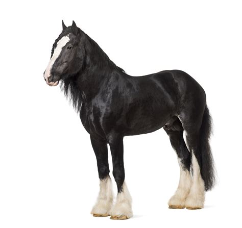 Breeds Of Shire Horses