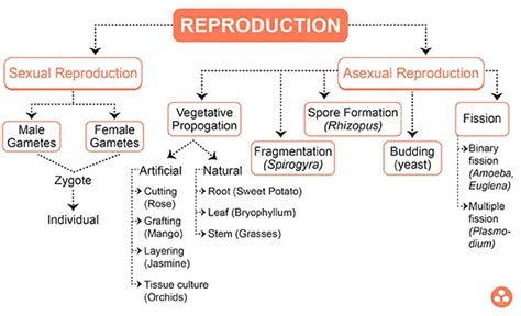 Image result for How Do Organisms Reproduce Class 10 Explanation