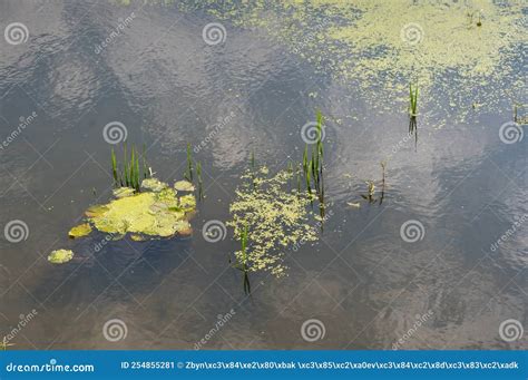 Polluted water surface. stock image. Image of wash, pollution - 254855281