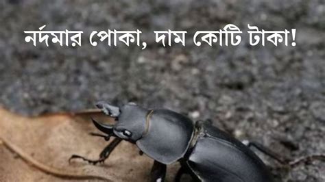 Expensive insect: ছোট্ট পোকা, দাম অডি গাড়ির থেকেও বেশি! কী আছে এই কোটি ...