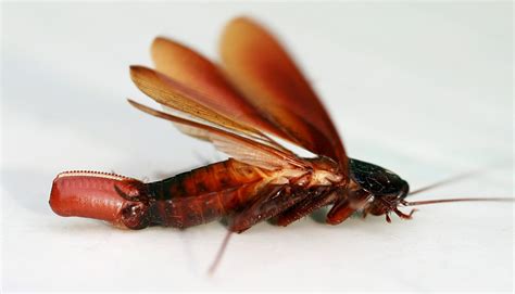 Can Cockroaches Live In Cold - emsekflol.com