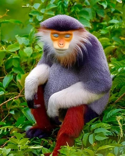 🔥 The Red-Shanked Douc Langur : r/NatureIsFuckingLit