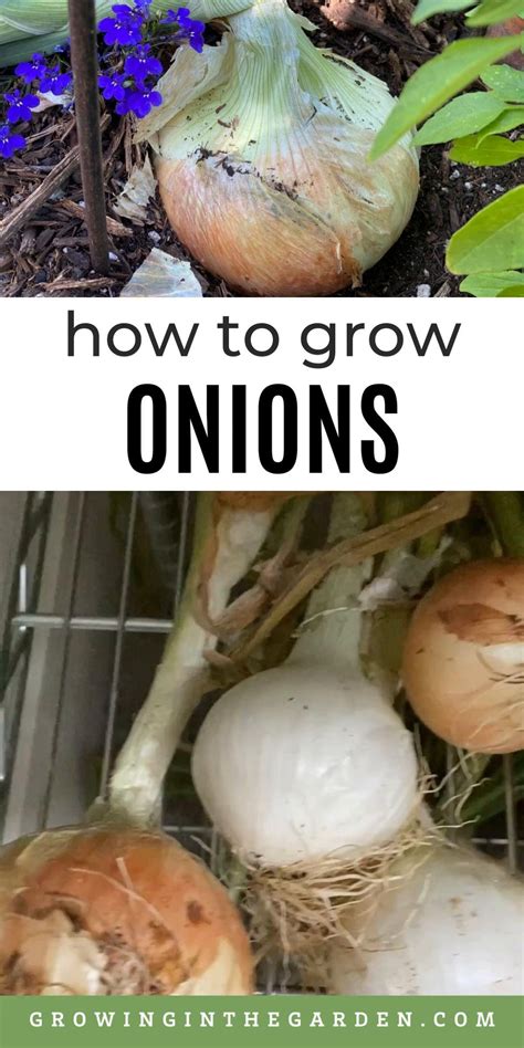 How to grow onions 10 tips for growing onions – Artofit