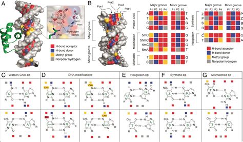 Physicochemical models of protein–DNA binding with standard and ...
