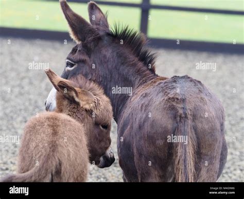 A female donkey stands with her donkey foal Stock Photo - Alamy