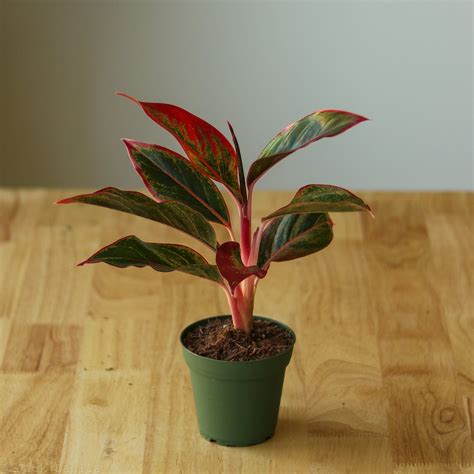 Red Chinese Evergreen - Aglaonema 'Siam Aurora' | Chinese evergreen ...