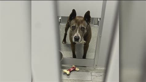 New animal shelter in Fayette County causing concern | 11alive.com