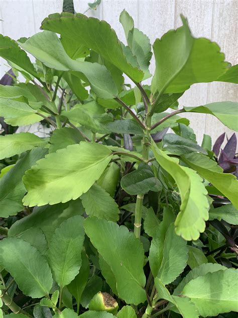 Leaf of life bryophyllum pinnatum 7 benefits of the miracle leaf – Artofit