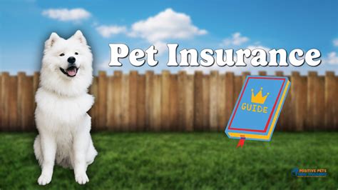 A Full Guide to Pet Insurance - Positive Pets Dog Training
