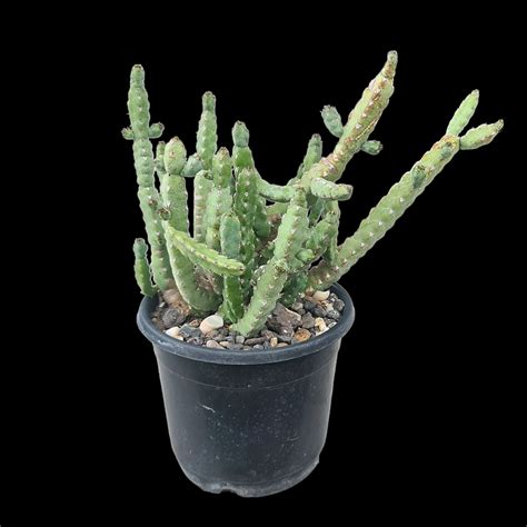 Euphorbia debilispina – Samarth Cactus Nursery