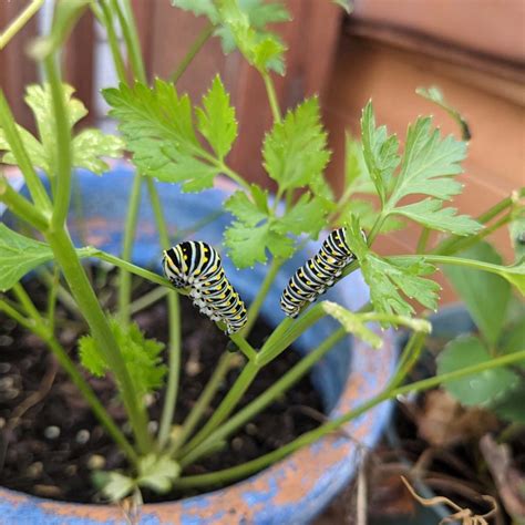 Swallowtail Caterpillar – Generations of Black Butterflies - Bunny's Garden