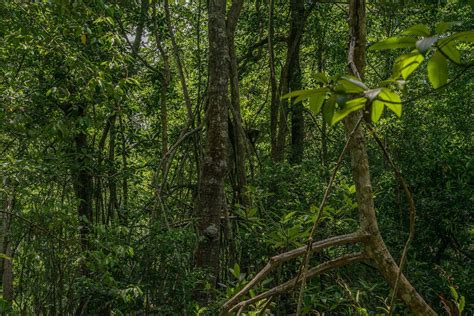 Our first-ever peer-to-peer learning exchange on blue carbon ecosystems in Madagascar - Blue ...