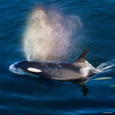 Did you know that orcas are the largest member of the dolphin family ...