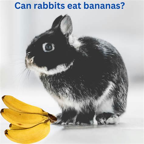 Can rabbits eat bananas?