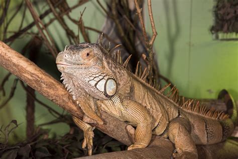 Are Iguanas Good With Dogs - habitat of iguana