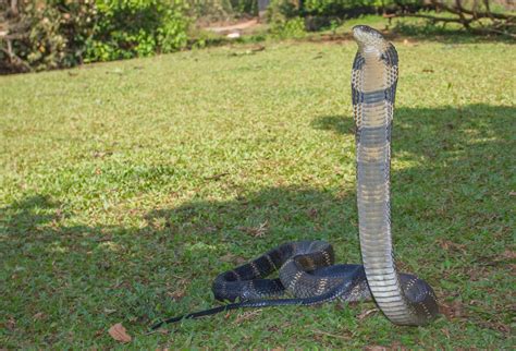 Giant King Cobra Snake