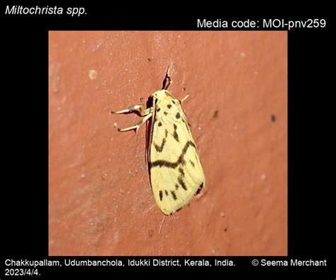Miltochrista spp. Hübner, [1819] - | Moths