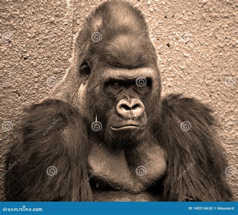 Gorillas are Ground-dwelling, Predominantly Herbivorous Apes Stock ...