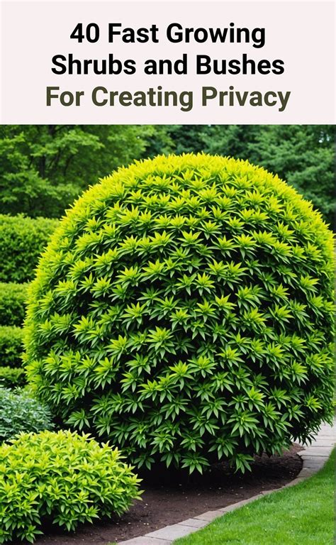 40 Fast Growing Shrubs And Bushes For Creating Privacy - Toolz Geek