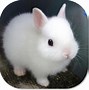 Image result for Cute Rabbit 1342