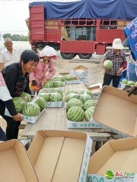 河南夏邑西瓜之乡麒麟西瓜美都系列产地直达 - 绿果网