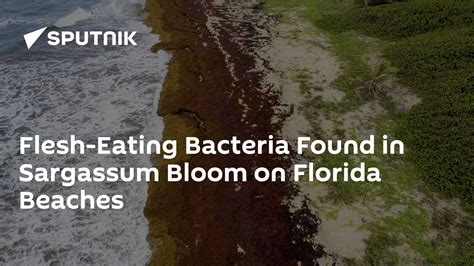 Flesh-Eating Bacteria Found in Sargassum Bloom on Florida Beaches