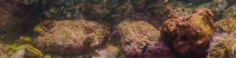 Join In From Pattaya: Nemo Island Experience With Drone Photos And ...