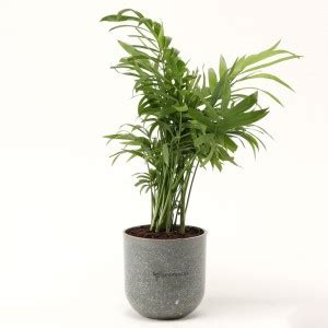 Ferns N Petals Chamaedorea Plant Price in India - Buy Ferns N Petals ...