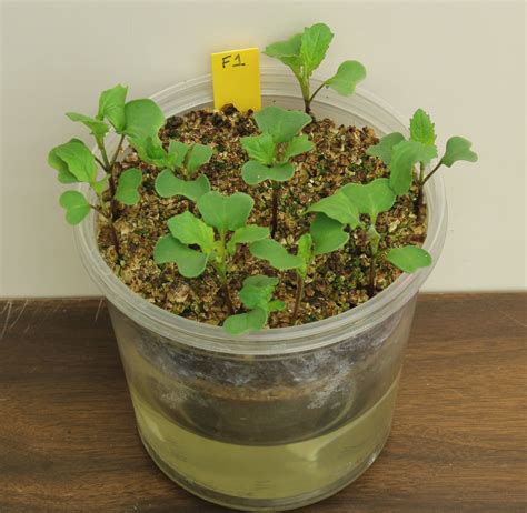 F1 Non-Purple Stem Wisconsin Fast Plants® seed variety