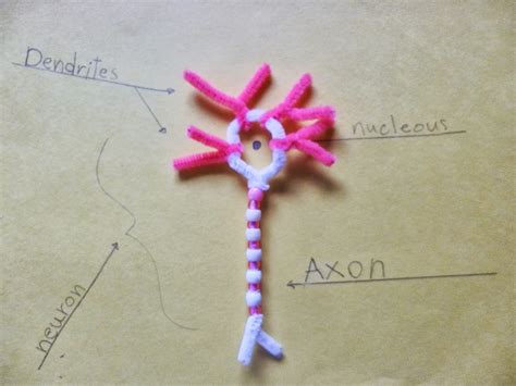 Image result for Pipe Cleaner Neuron Project